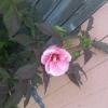 IMG_20150824_183054_1