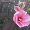 IMG_20150824_183102_1