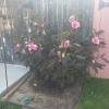 IMG_20150824_183112_1